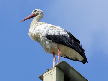 Storch