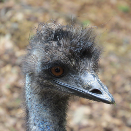Emu