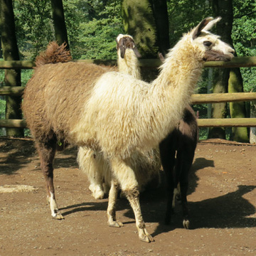 Lamas